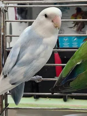 للبيع طيور الحب