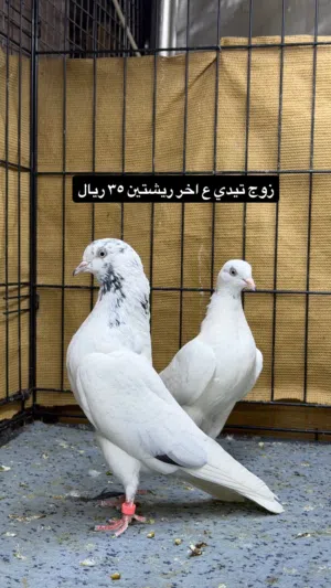 للبيع ازواج وطبات حمام باكستاني