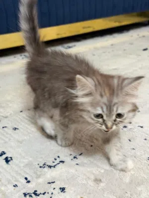 قط للبيع مع اغراضه