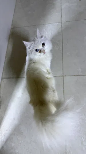 قطه شيرازيه للبيع