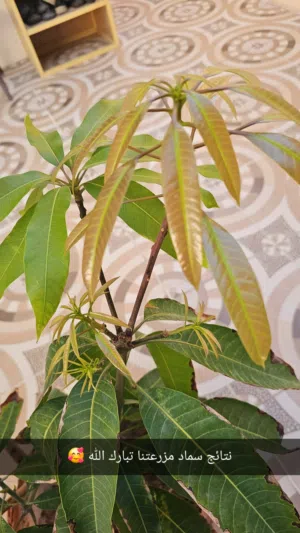 سماد عضوي طبيعي للبيع