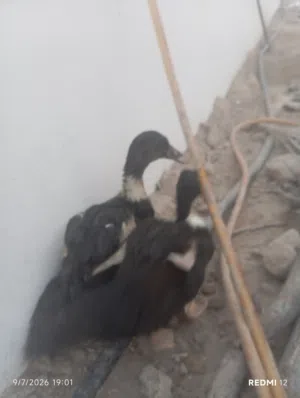 بط مصري بحاله جيده