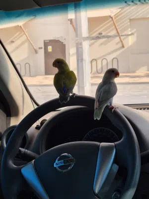 زوج روز اليفين الوان جميلة واقفاص للببع