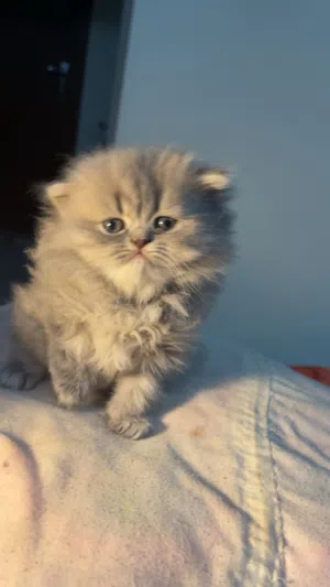 Scottish fold for sale