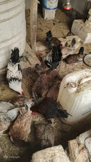 دجاج دندراوي شوف الوصف
