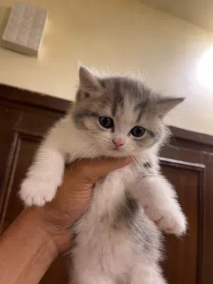 بريتش ستريت شورت هير اكثر من لون