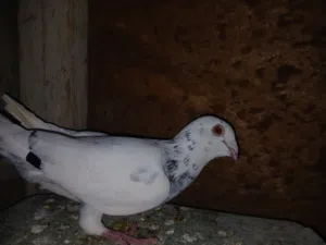 جوز كشامره وطيره نوريه وفحل هندي وفحل مزهور احمر