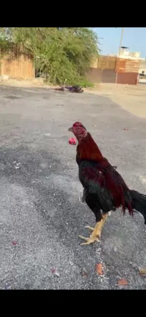 للبيع ديك تركي بورمي