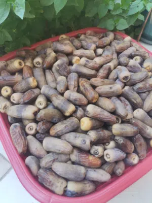 تمر نغال نظيف وحجم ممتاز