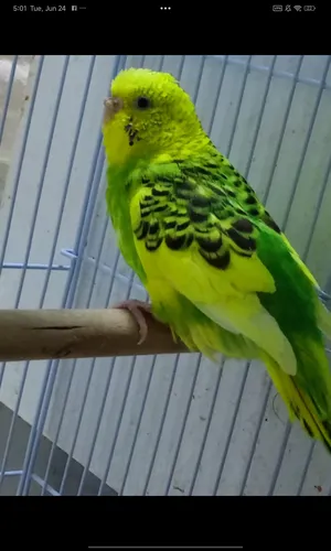 Parrots0