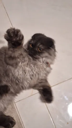Little Fluffy looking for a new home (30 omr)