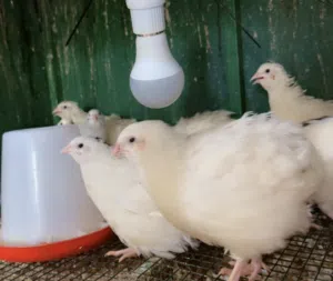 طيور السمان الأمريكي تكساس American Texas quail