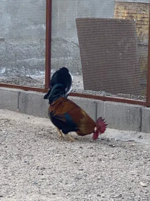 ديج كويتي للبيع