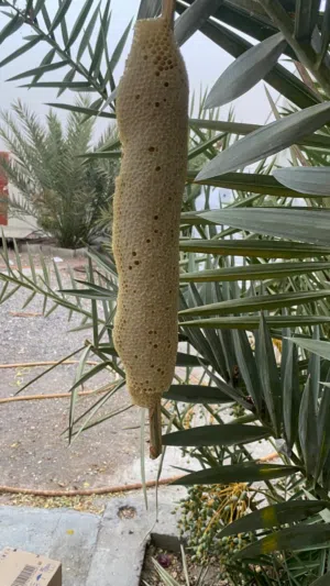 بيع عسل البرم شوف وصف