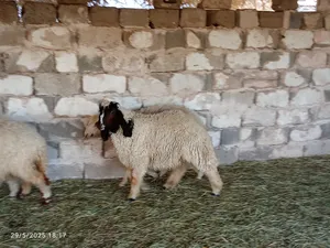 ‏غنم‏4
