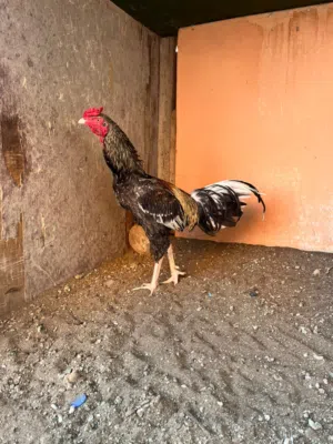 دجاج اكستاني سندي العدد 2 دياكه العمر سنه الحاله جيده