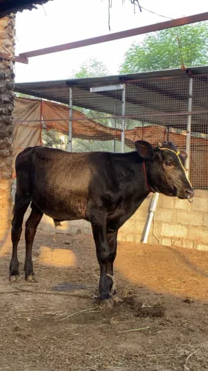 عيل نمساوي