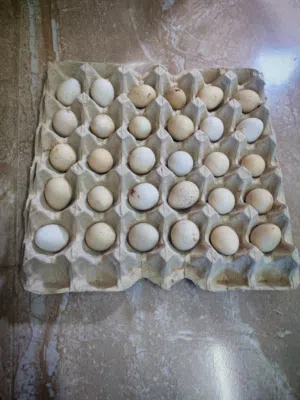 بيض حجل مخصب