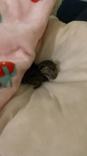 قطه صغيره عمرها اسبوع للتبني مجاناً أنثى