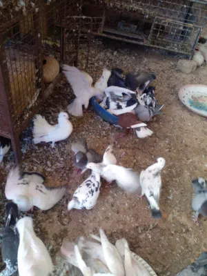 15جوز حمام للبيع شغال كوم على 2