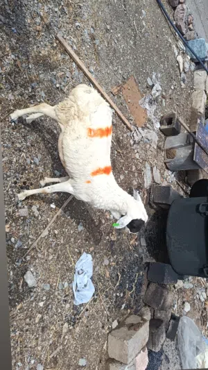 كبش صومالي مطعوم طعام الدار
