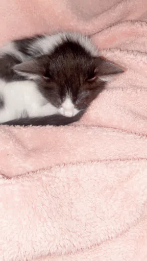 قطه صغيره من ام شيرازيه