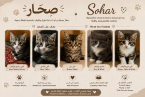 Beautiful Kittens – Sohar for  صغار قطط منزلية جميلة