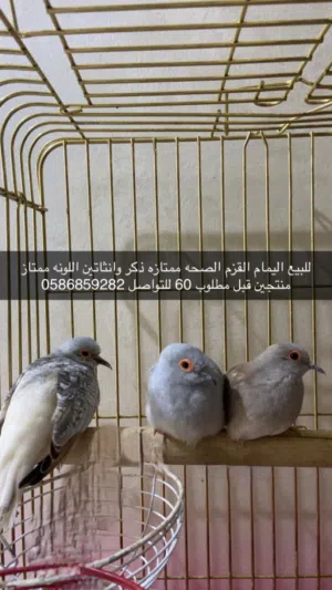 اليمام القزم منتج انتاج فنان