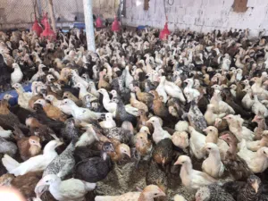 دجاج عماني عمر 50 يوم جاهز للتربية