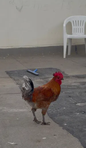 fighter hen and rooster