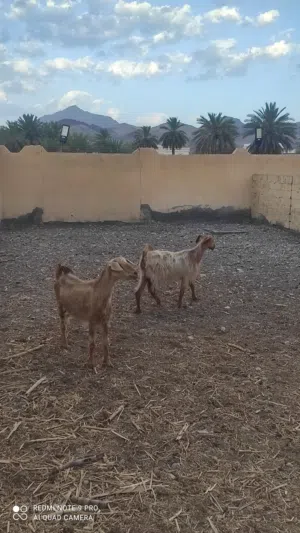 البيع غنم من حلال الجواميد