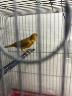 عصافير كنار