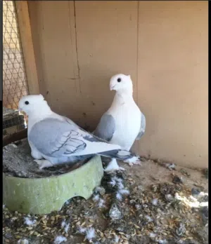 ابحث عن حمام حب رمان