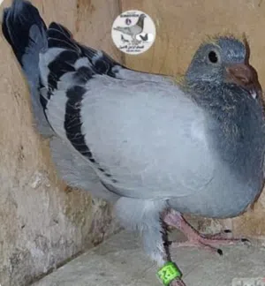 زغاليل للبيع