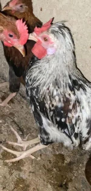 ديك ماكنتوش 3 اشهر