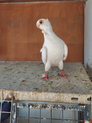 Pigeons2