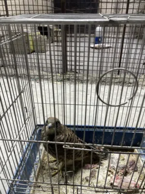 طير صقيري فرخ (جديد )ذكر للبيع بسعر 30