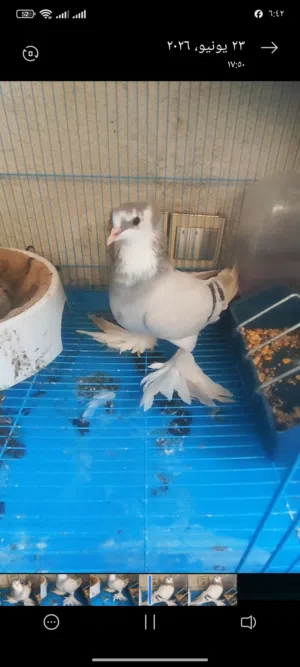 تك نثيه گورنك