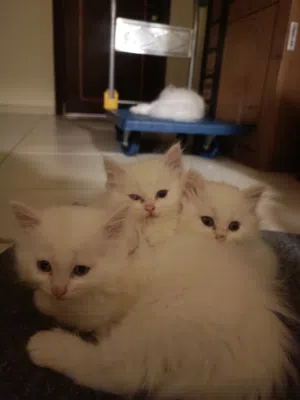 3 white beautiful kittens needing a new home