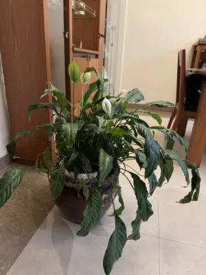Peace Lily Indoor plant with ceramic pot