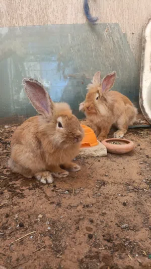 السلام عليكم ، كوبية ربي بارك . أرنب رأس الأسد (Lionhead Rabbit)