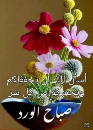 Ali Ali 