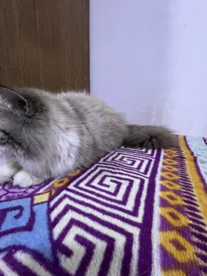 قط راغدول للتبني