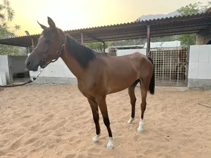 ‏خيل‏1