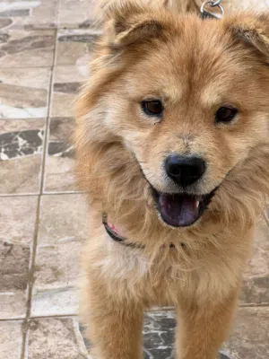 كلب تشاو تشاو للبدل على جيتار