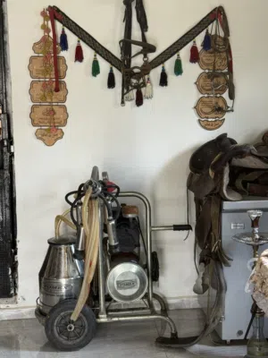 حلابة بقر بحالة ممتازة