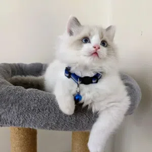 Ragdoll Kittens for sale to a nice and loving family