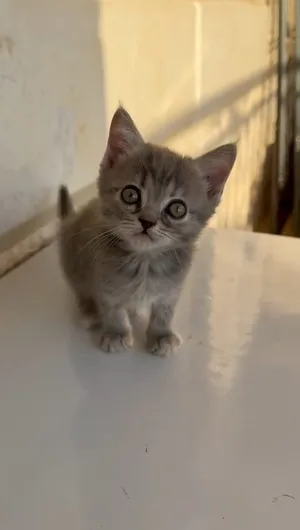 ‏أخرى‏0