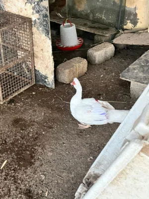 يوجد بط ودجاج اقبل البدل