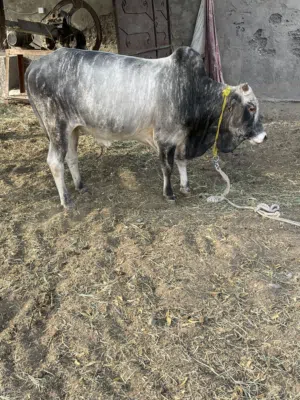 ثور مطعوم للبيع